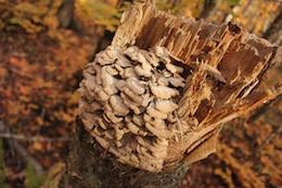 Turkey Tails in Fall